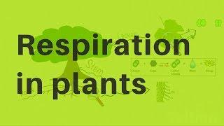 Respiration in Plants