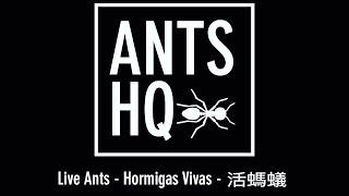 Unboxing my Harpegnathos Venator & Camponotus Maculatus from AntsHQ