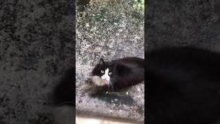 Воскресный променад по пуху. Проверка территории ️ #котовлог #catshorts #funnycats #catlover