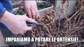 IMPARIAMO A POTARE LE ORTENSIE! - Tutorial completo e spiegazione - W&A Gardens: orto e giardino