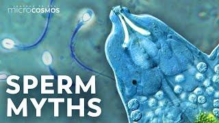 Looking at Tardigrade Sperm and Other Reproducing Swimmers