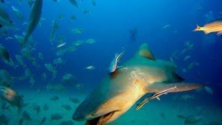 Shark Diving in Florida with Jim Abernethy narrated by Ryan Walton