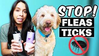 Flea & Tick Products that ACTUALLY WORK!!  Safest options for my pets