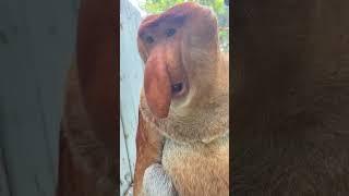 #Changlong Proboscis Monkey Nakula what are you watching #original video #magical animals in jitterb