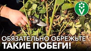 КАК ОБРЕЗАТЬ РОЗЫ НА ЗИМУ? При такой обрезке розы не вымерзнут!