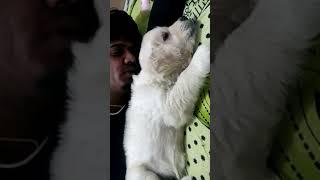 #ytshorts #shorts #tamil #viral #puppy #trending #milolia