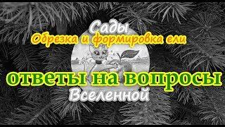 Александр Петров. Обрезка и формировка ели. Ответы на вопросы пользователей