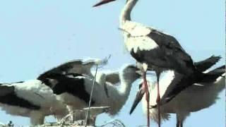 White Storks (Ciconia ciconia) adult and juveniles in nest - Spring Alive