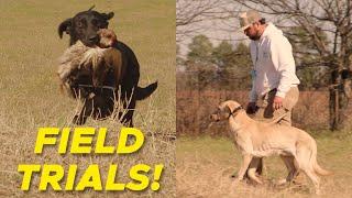 Winter Training Day | Retriever Field Trial Dogs