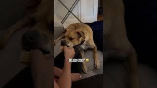 What a good boy  #viral #funny #dog #treats #little #trending