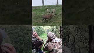 Jumbo Stag