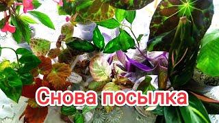 Полная посылка цветов из Волгоградской области