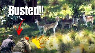 Caught Hunting on the Wrong Side of the Fence!!!! II Fallow Deer Hunting Australia 2024