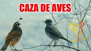 Caza de Zorzales, Codornices y Conejo Julio 2022 en Chile I Birds of Hunting in Chile 2022