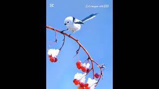 Beautiful nature background and bird #birdwatchinglife #beautifulnature #nature #birdwatching