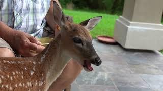 Breakfast with Bambi the Whitetail Deer Fawn (day 31)