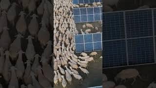 Solar Farm Combined with Livestock Grazing