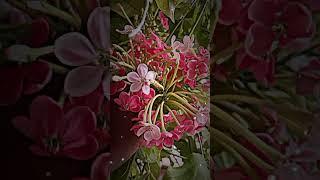 ###beautiful flower 