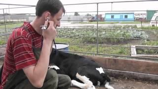 Респираторный синдром КРС (BRD - bovine respiratory disease ). Терапия.