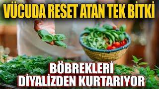 Vücuda reset atan tek bitki Böbrekleri diyalizden kurtarıyor