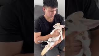The fennec fox that cried all night:The loyal fennec fox#fennecfox #shorts #animals #love #cute
