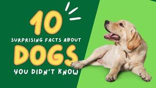 Woof Wonders Unleashed! Get Ready to Fetch Mind-Blowing Dog Facts!#fact #FurryFriendsFacts#dogsvideo