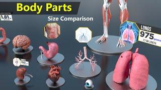 Human Body Organs Size Comparison | Human anatomy