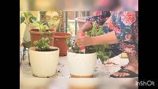 “Easy Gardening” along with “small introduction of myself “ Part-1