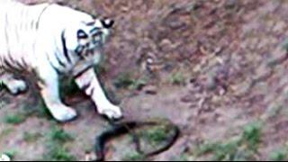 White tiger, bitten by highly poisonous cobra, dies at Indore zoo