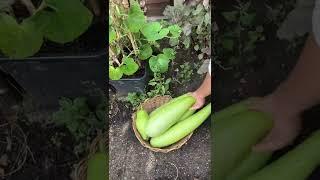 Last bottle gourd harvest #asmr #asmrsounds #garden #gardening #harvest #fyp #lauki #kaddu #green