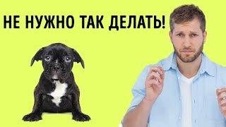 12 Человеческих Привычек, Которые Собаки Терпеть Не Могут