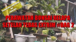 CARA PERAWATAN BONSAI KELAPA SETELAH TEBAS EXTRIM #BAG 2