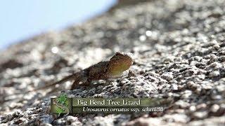 Big Bend Tree Lizard | Expeditions Shorts