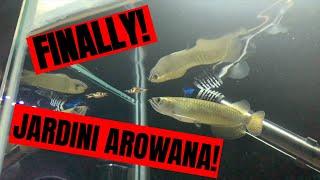 NEW FISH! I finally got a JARDINI AROWANA!