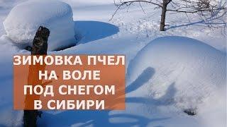 ЗИМОВКА ПЧЕЛ ПОД СНЕГОМ