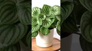 11 Exotic indoor plants for home || By seema's innovations