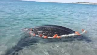 Salvataggio Dermochelys coriacea (tartaruga Liuto)