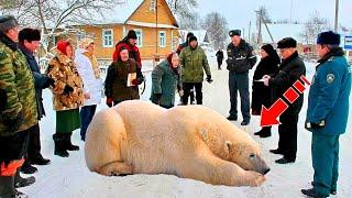 Белый медведь зашёл в деревню и молил о помощи. Люди не понимали, что им делать!