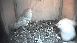 Prey-drop 0430hr, pounces on something in corner - The Barn Owl Trust