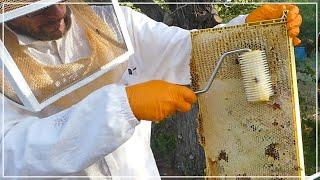 BEEKEEPERS CRAZY! Extracting Honey OUTDOORS in beeyard