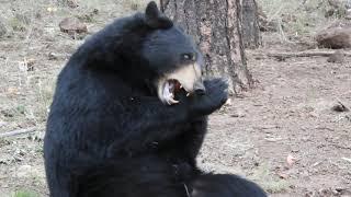 Bear eats carrot, caught in the act. Bears in Arizona .