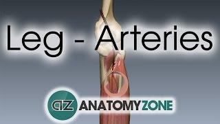 Leg Arteries - 3D Anatomy Tutorial