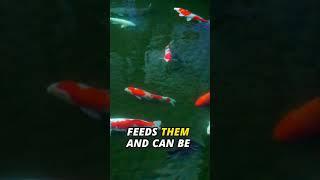 7 SHOCKING Facts About Koi Fish You Didn't Know! #animalfacts #nature #animals #koifish