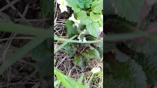 Primula juliar Sneeuwwitje and Garryard Guinevere