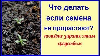 Что делать если семена не всходят? Полейте этим средством и все решено!