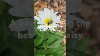 Beautiful blooms in September  and the Bees love it! #gardening #GA