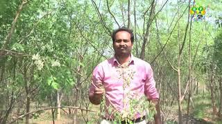 Munaga (Drumstick) in natural farming method