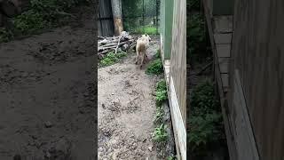 When you get her wet. You get the crazy and the zoomies