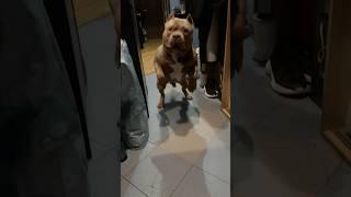 Когда пришел домой и не сказал как сильно любишь его #fitness #americanbully #bulldog #teoambully