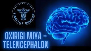 Oxirgi miya - telencephalon